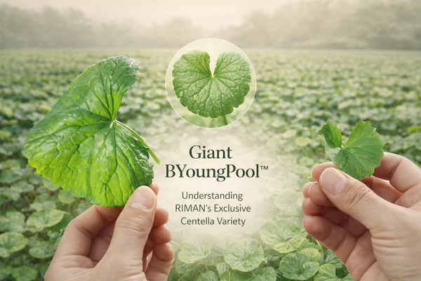 Giant BYoungPool™: Understanding RIMAN’s Exclusive Centella Variety